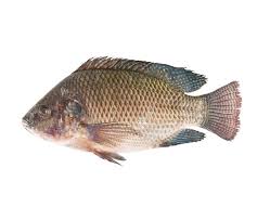 Mojarra Grande