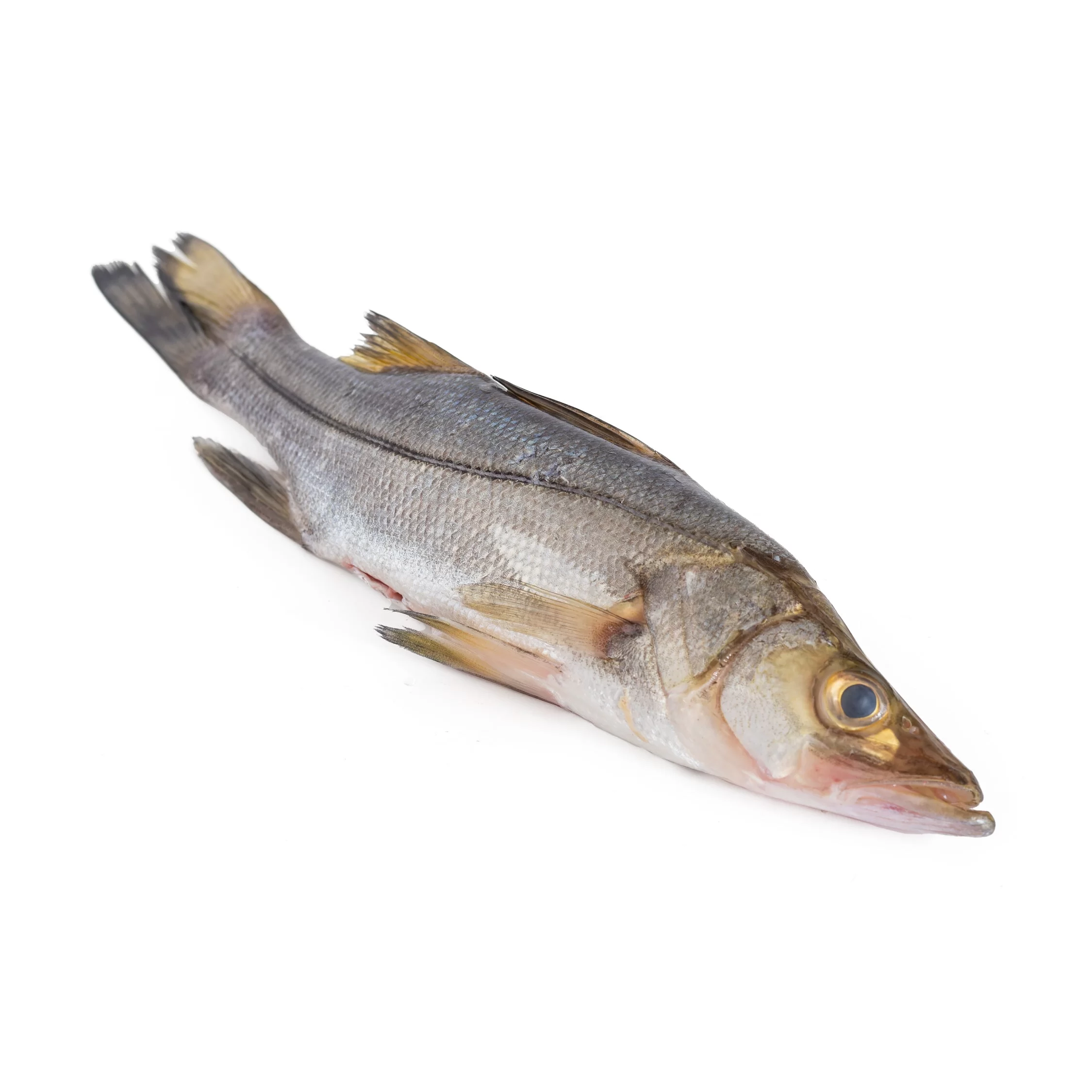 Robalo