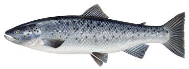 Trucha de Mar